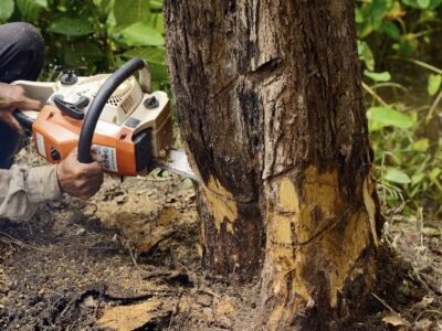 Tree Trimming & Felling by Handy Eddy!